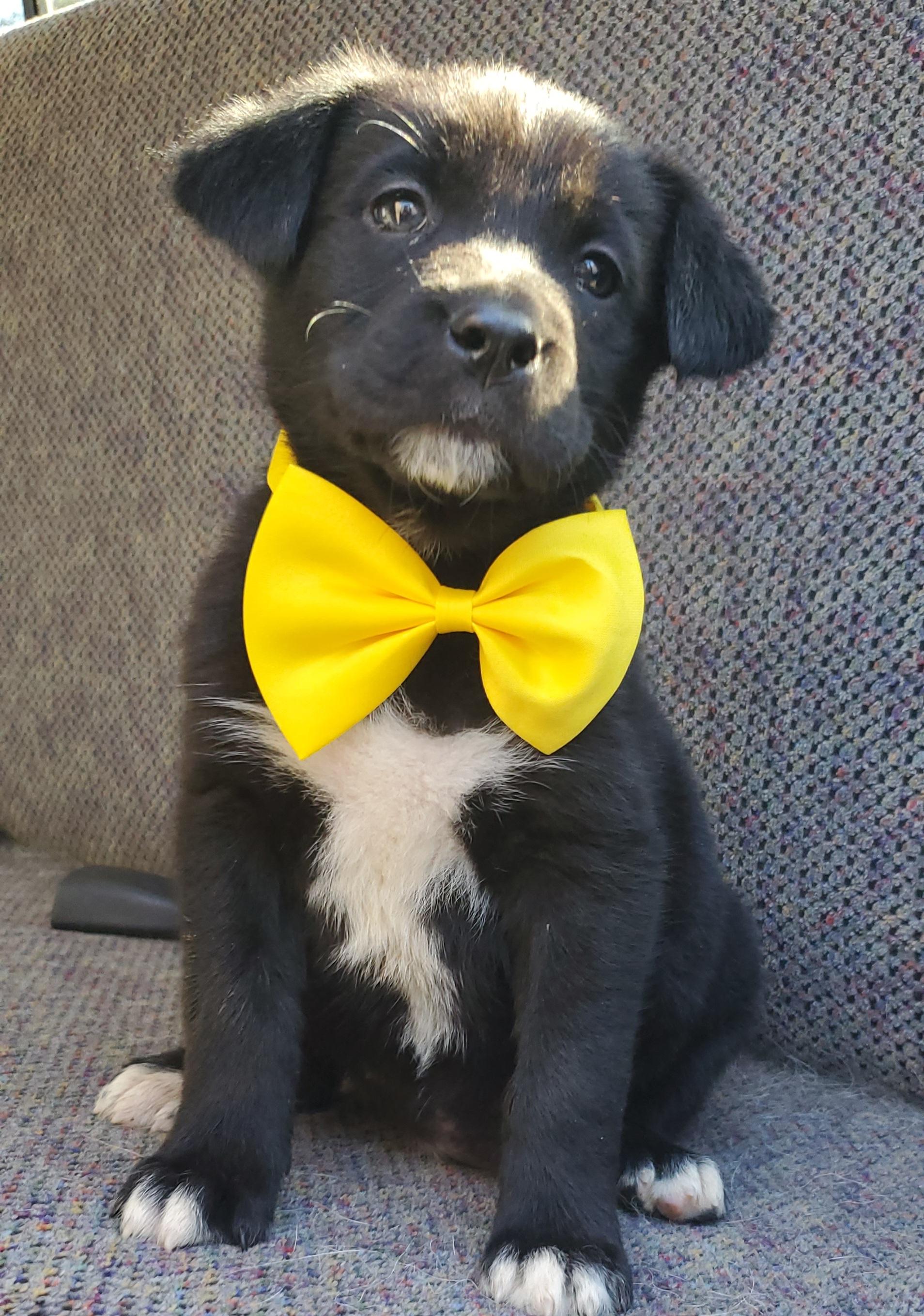 Enlarge Harlow, a Adoptable mixed breed in Charlotte , NC image 5/6