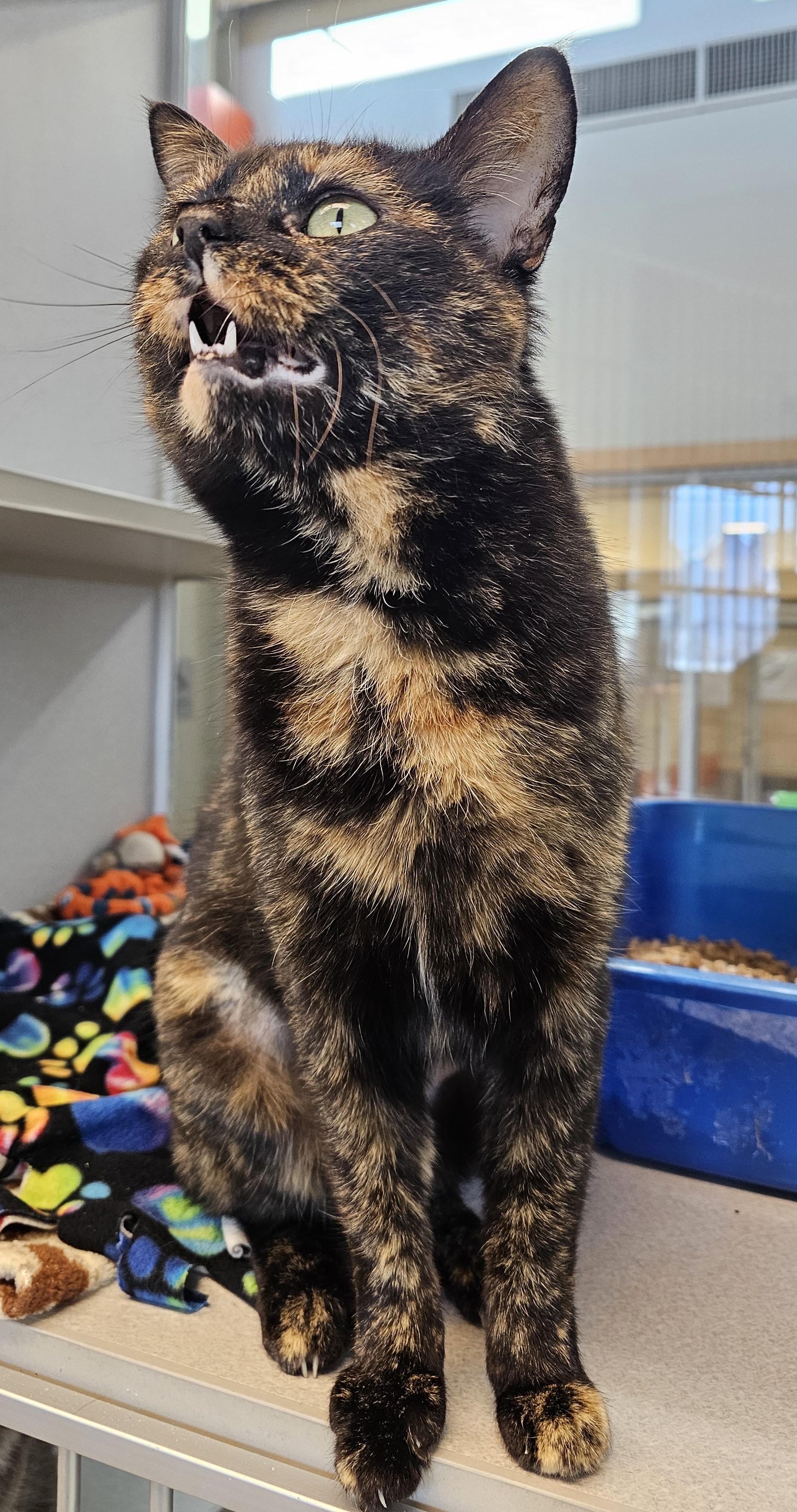 Jewel — thumbnail 2