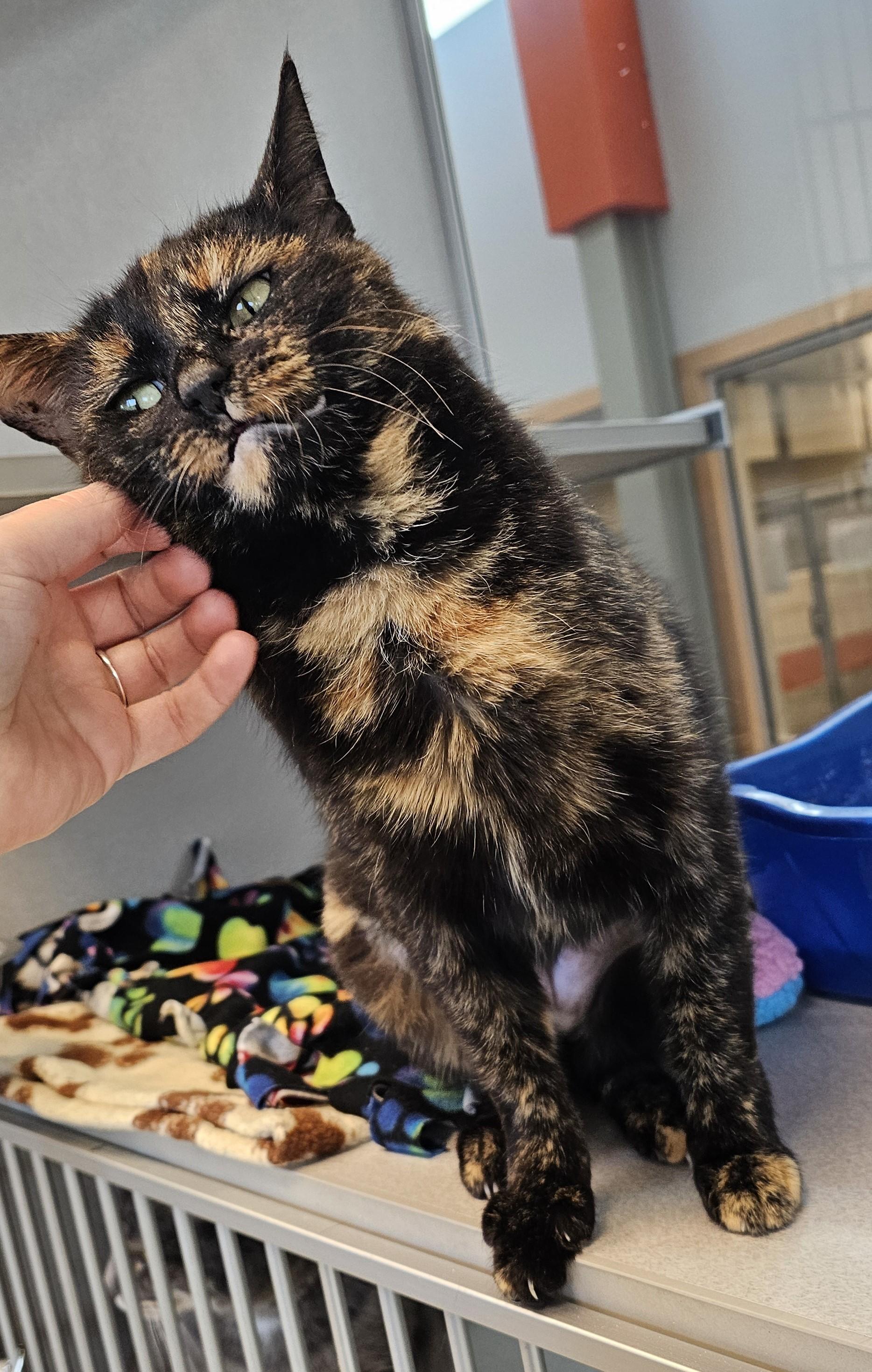 Jewel — thumbnail 3