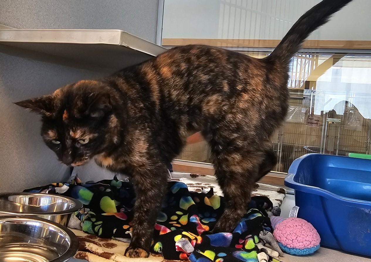 Jewel — thumbnail 5