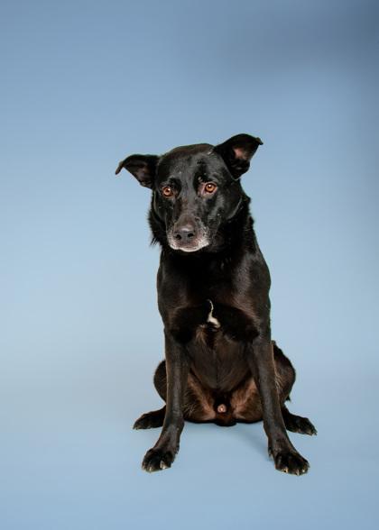 Enlarge Commander Cluster, a Adoptable mixed breed in Sevierville, TN image 1/3
