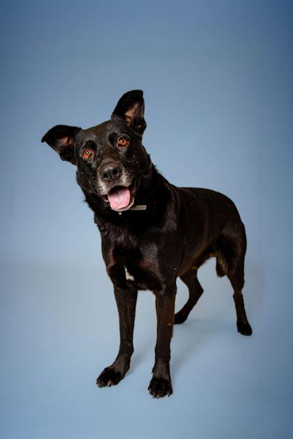 Enlarge Commander Cluster, a Adoptable mixed breed in Sevierville, TN image 2/3
