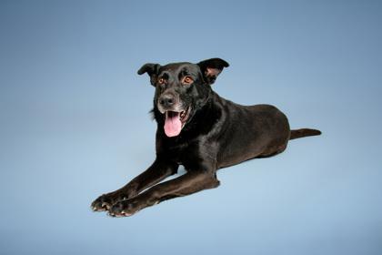 Enlarge Commander Cluster, a Adoptable mixed breed in Sevierville, TN image 3/3