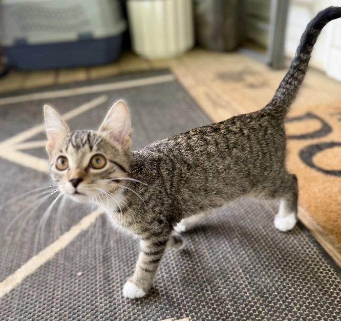 Enlarge Tank, a Adoptable mixed breed in Garner, NC image 1/1