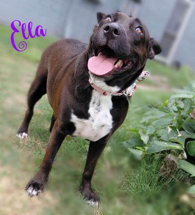 Ella, ADOPTABLE, Adult • Female, Australian Cattle Dog / Blue Heeler & American Staffordshire Terrier.