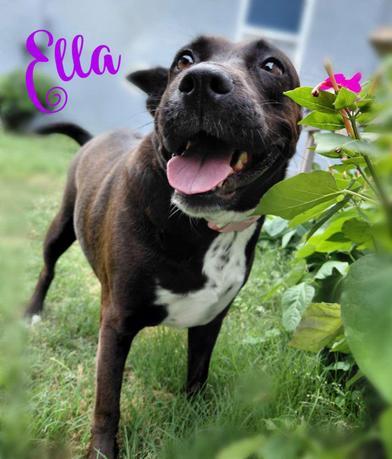 Enlarge Ella, a Adoptable mixed breed in Niagara Falls, NY image 3/6