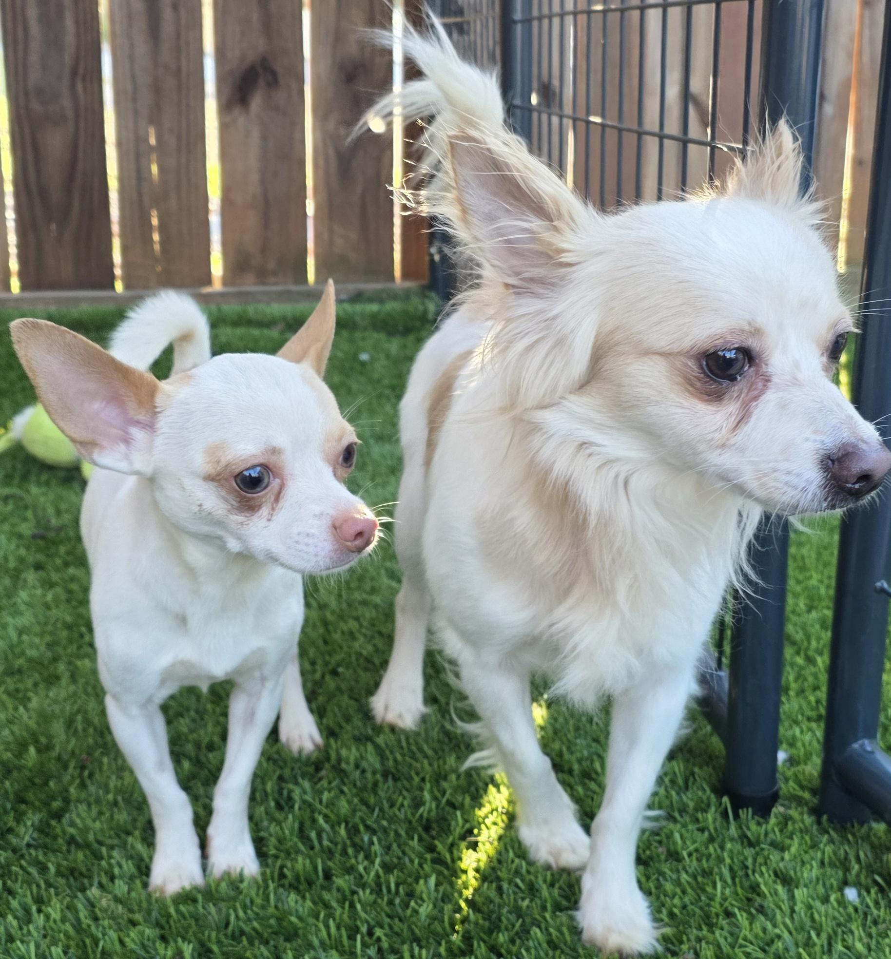 Enlarge Boomer, an adopted Chihuahua in Anderson, SC image 3/5