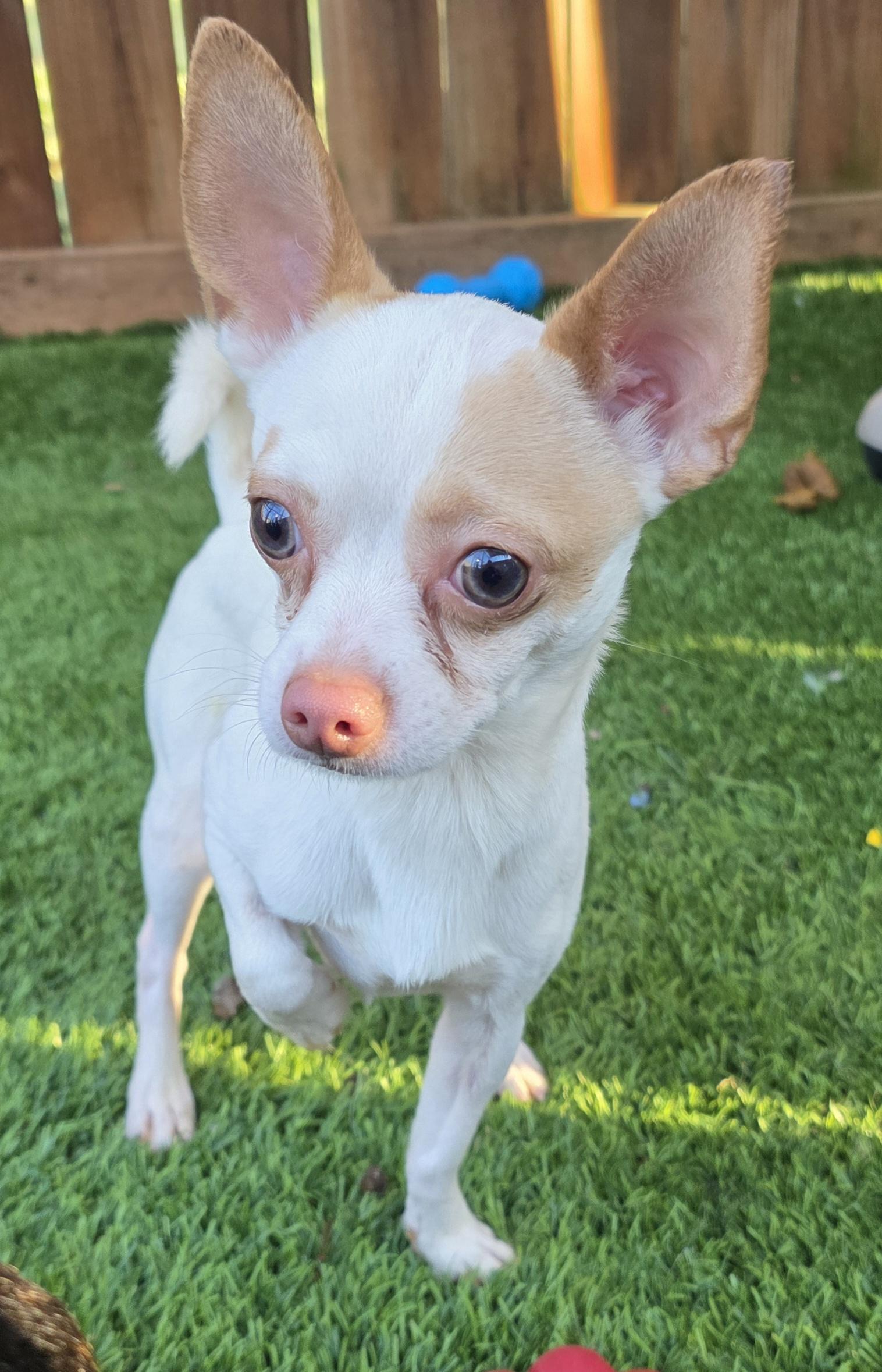 Enlarge Boomer, an adopted Chihuahua in Anderson, SC image 2/5