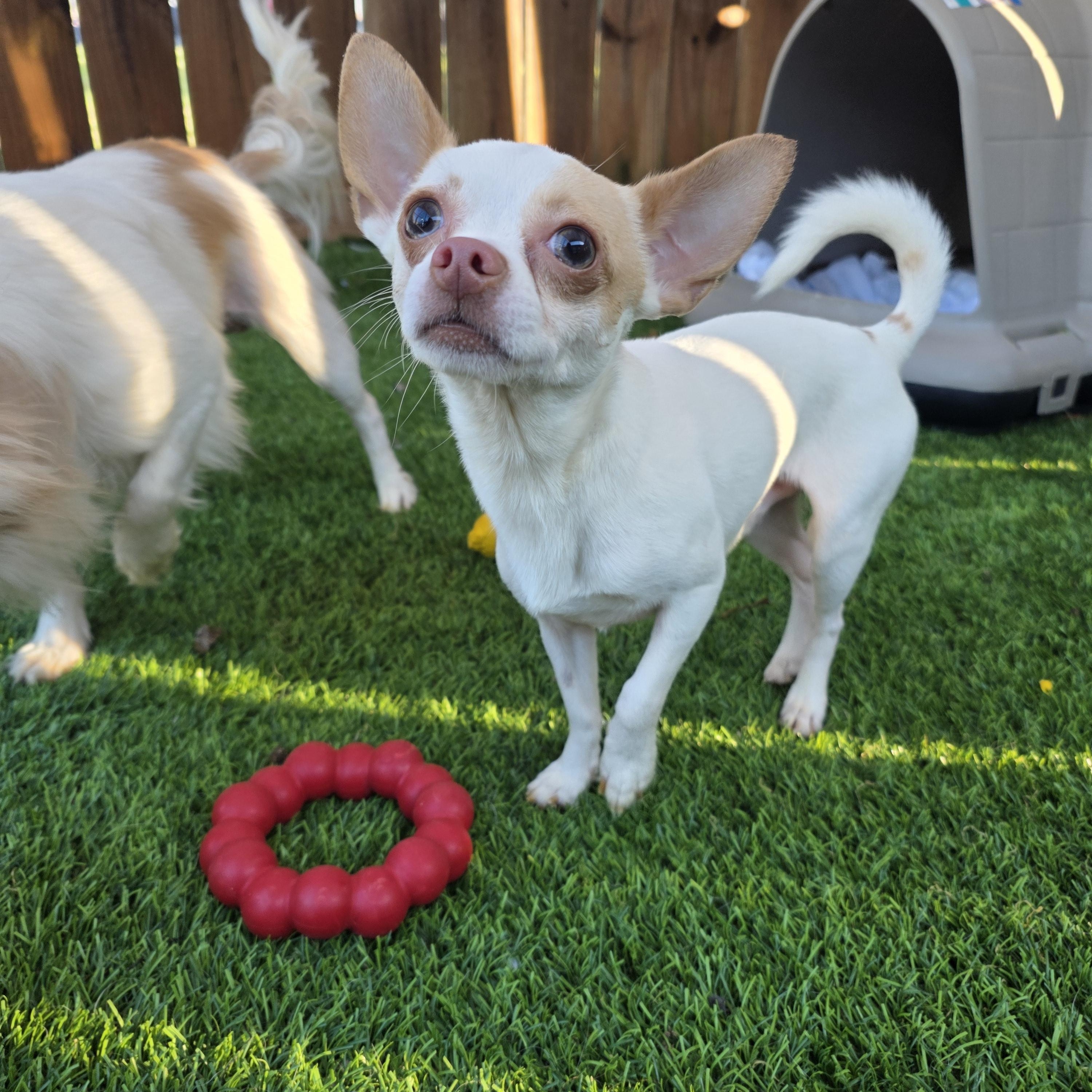 Enlarge Boomer, an adopted Chihuahua in Anderson, SC image 1/5