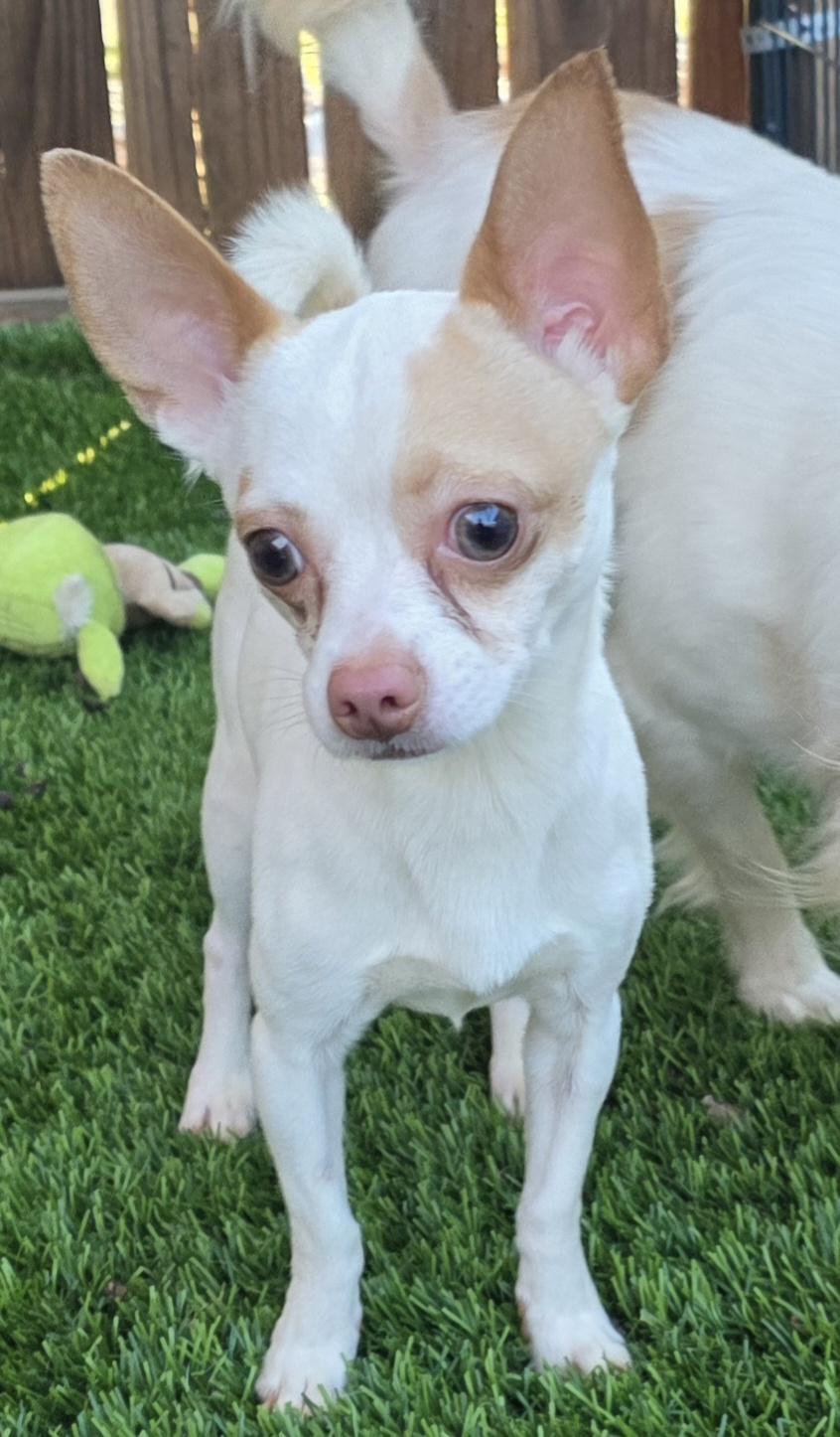 Enlarge Boomer, an adopted Chihuahua in Anderson, SC image 5/5