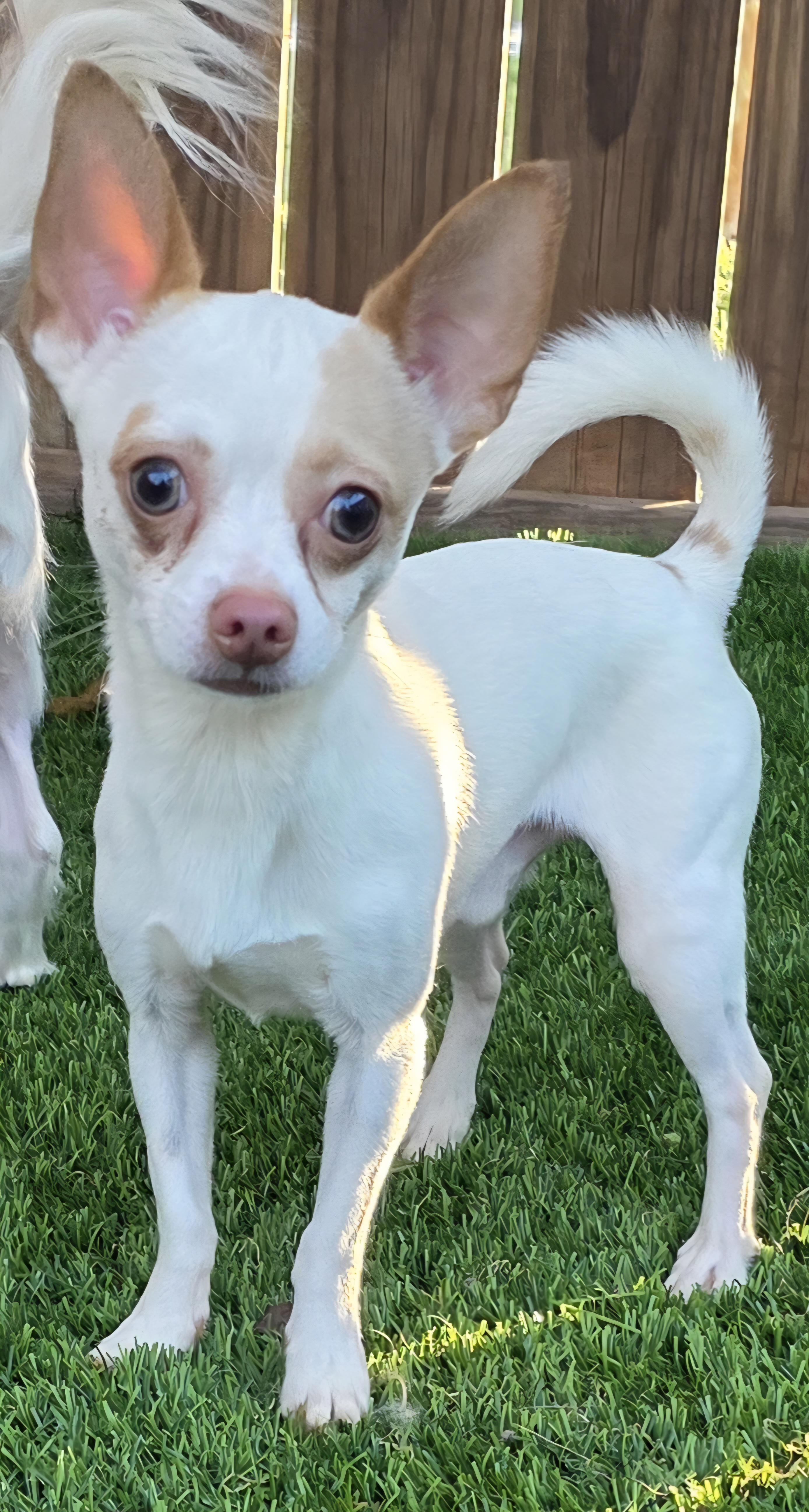 Enlarge Boomer, an adopted Chihuahua in Anderson, SC image 4/5