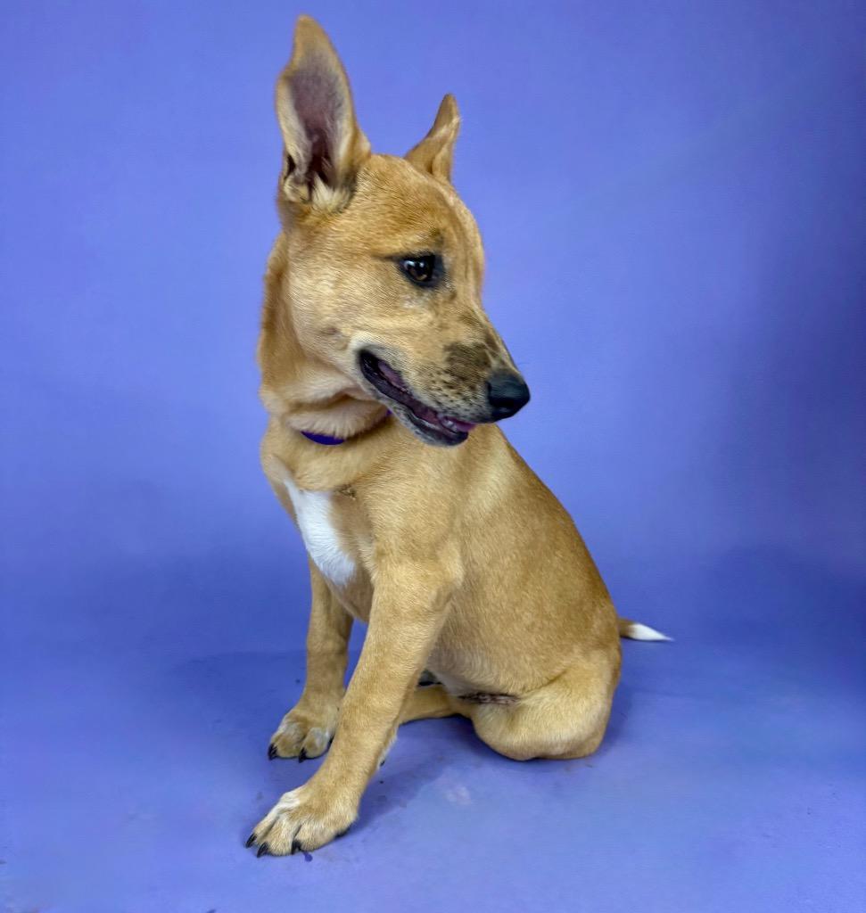 Enlarge Elaine, a Adoptable mixed breed in Alvin, TX image 3/3