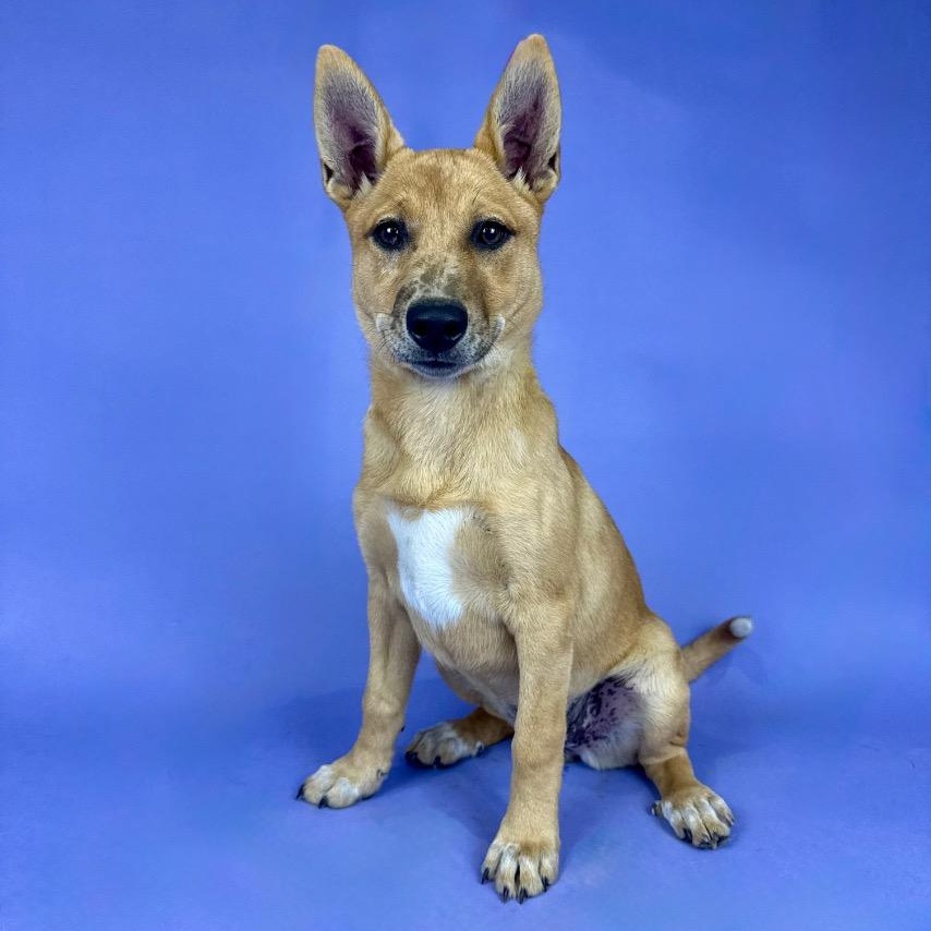 Elaine, Adoptable, Young Female Catahoula Leopard Dog & German Shepherd Dog.