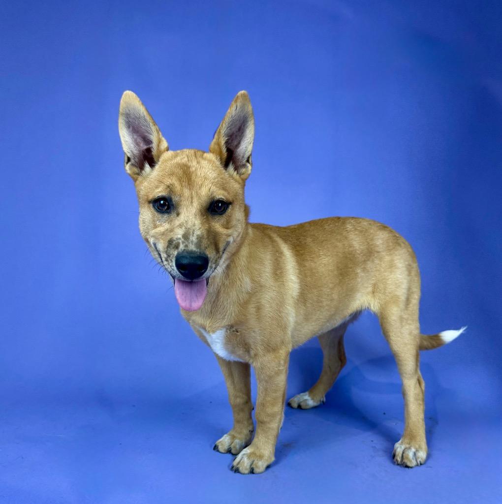 Enlarge Elaine, a Adoptable mixed breed in Alvin, TX image 2/3