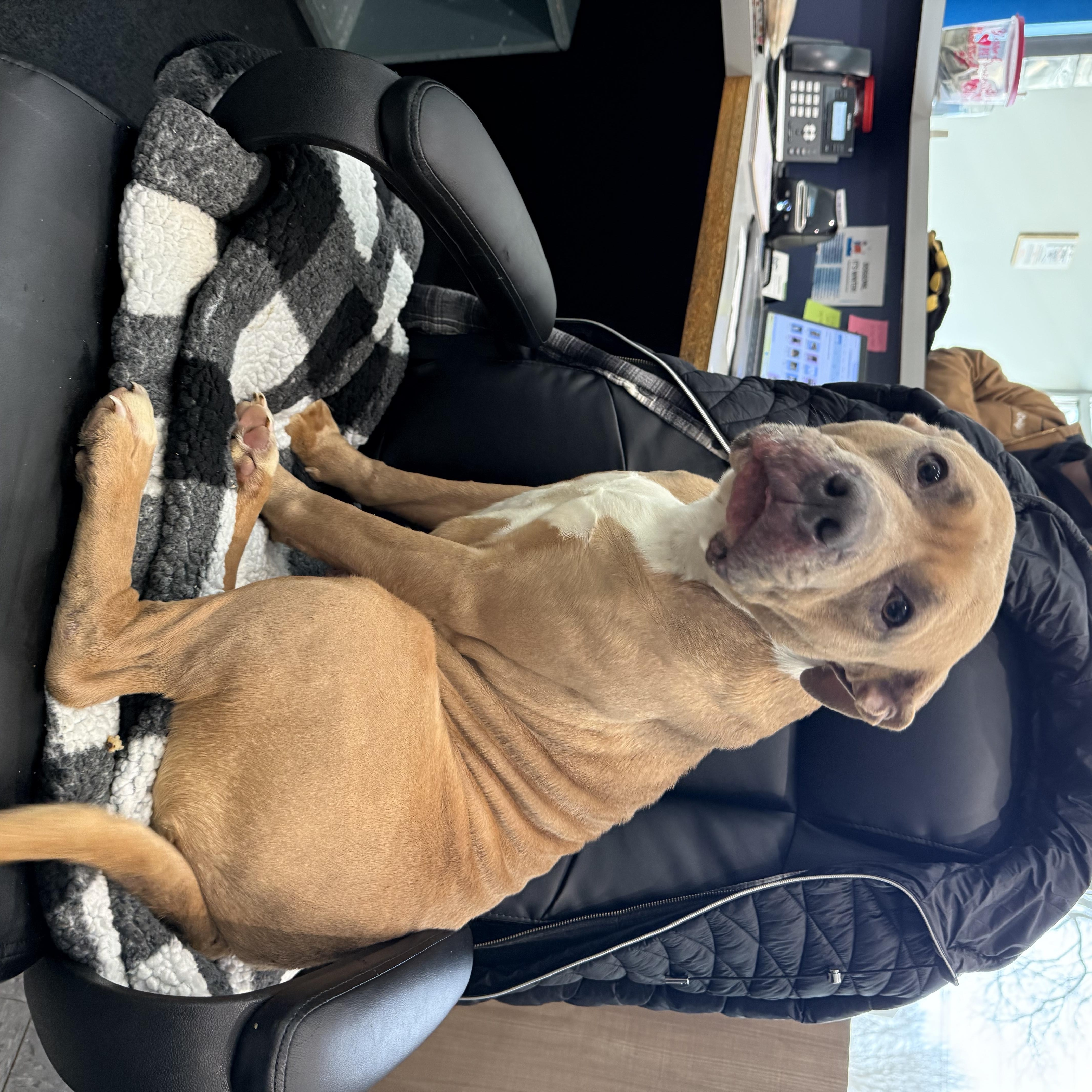 Delilah , ADOPTABLE, Adult Female Pit Bull Terrier.