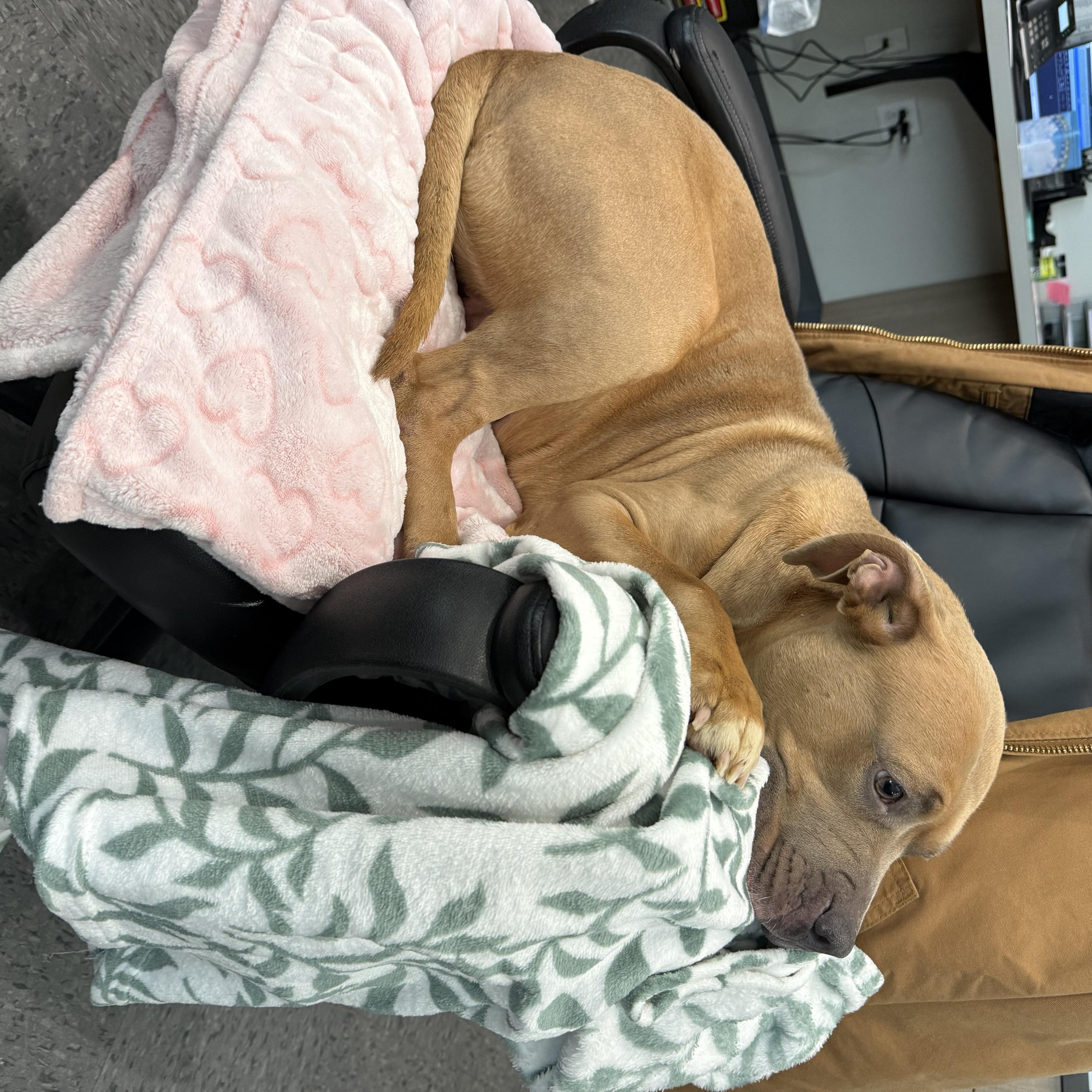 Delilah , a ADOPTABLE mixed breed in Shelbyville, IN image 3/3