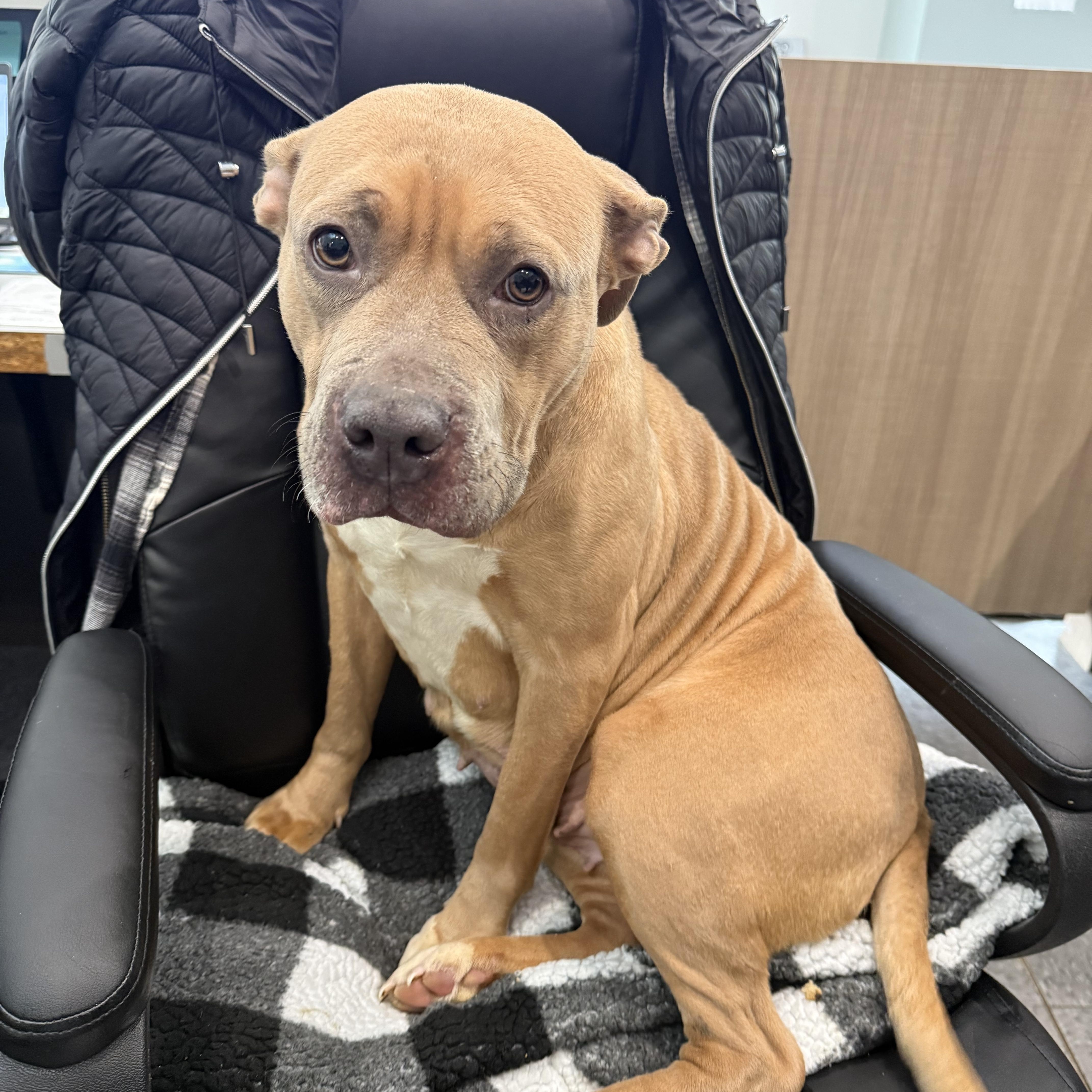 Delilah , a ADOPTABLE mixed breed in Shelbyville, IN image 2/3