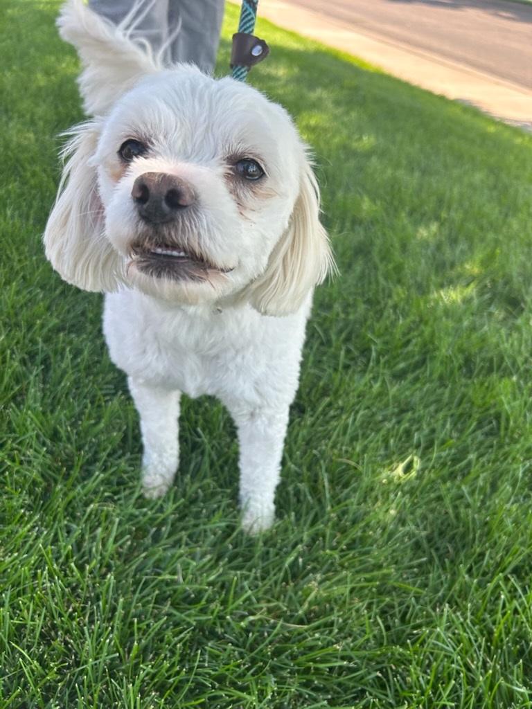 Fraiser, adopted, Young Male Poodle.