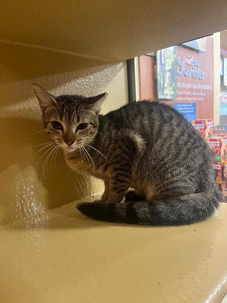 Enlarge Aceituna, a Adoptable Domestic Short Hair in Naranjito, PR image 1/3