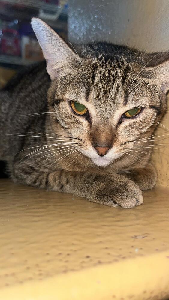 Enlarge Aceituna, a Adoptable Domestic Short Hair in Naranjito, PR image 2/3