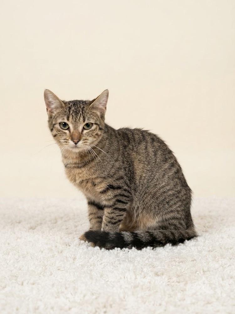 Aceituna, a Adoptable Domestic Short Hair in Naranjito, PR image 3/4
