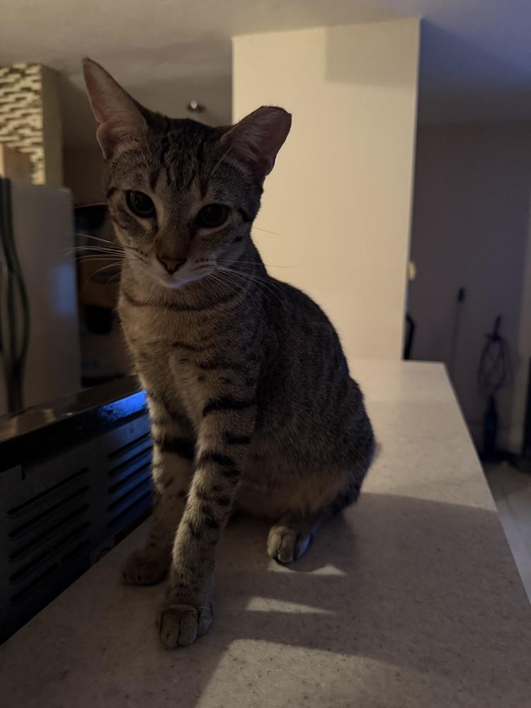 Enlarge Aceituna, a Adoptable Domestic Short Hair in Naranjito, PR image 3/3