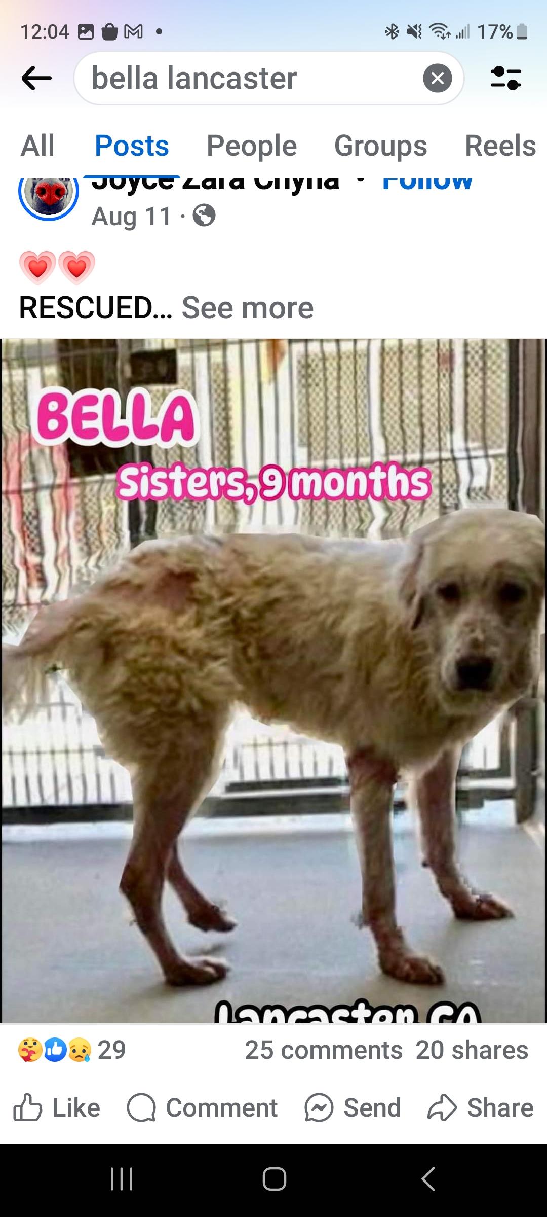 Bella, a Adopted mixed breed in California Hot Springs, CA image 5/5