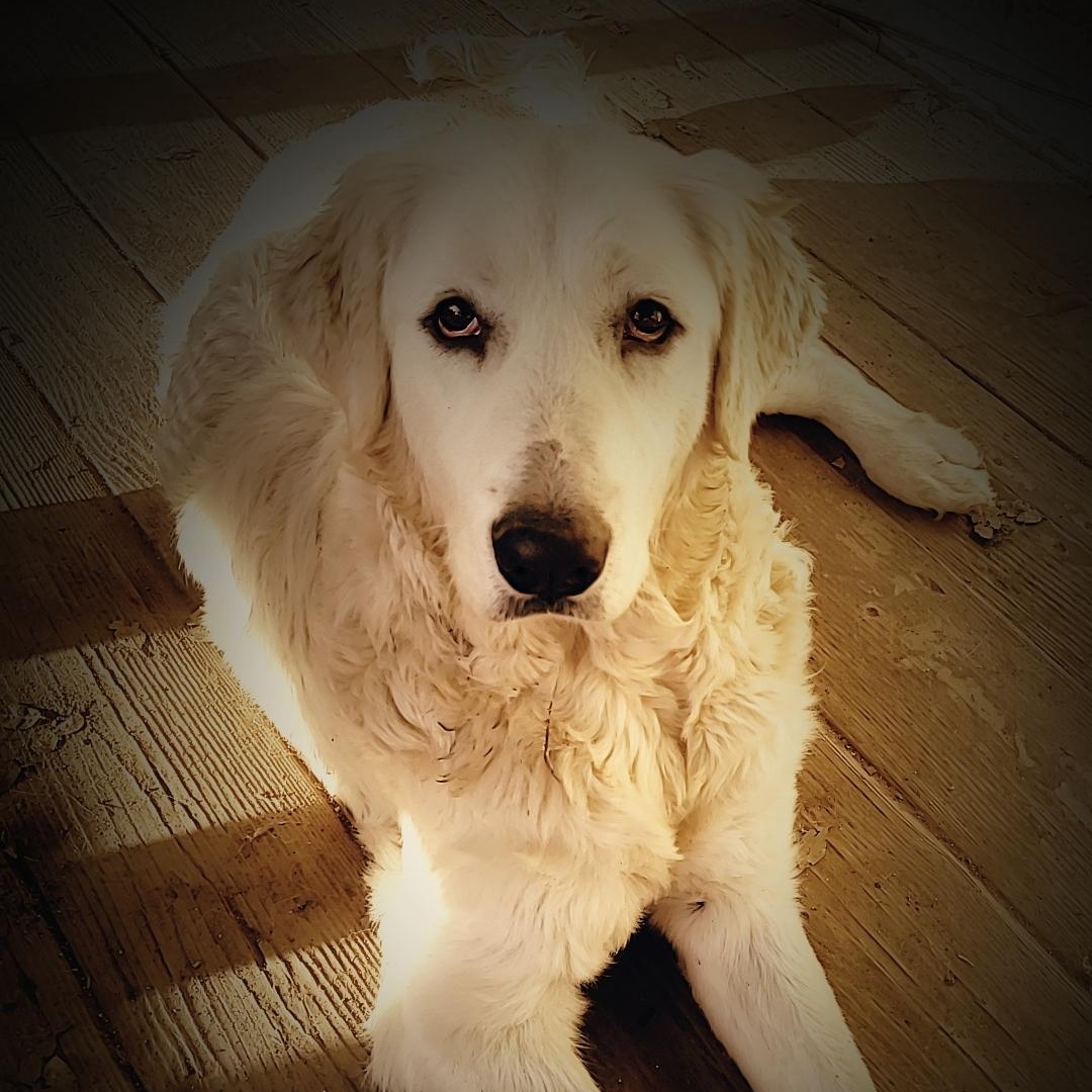 Bella, Adopted, Young Female Great Pyrenees.