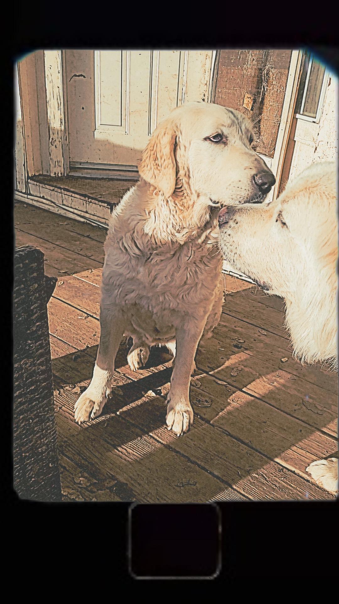 Bella, a Adopted mixed breed in California Hot Springs, CA image 4/5