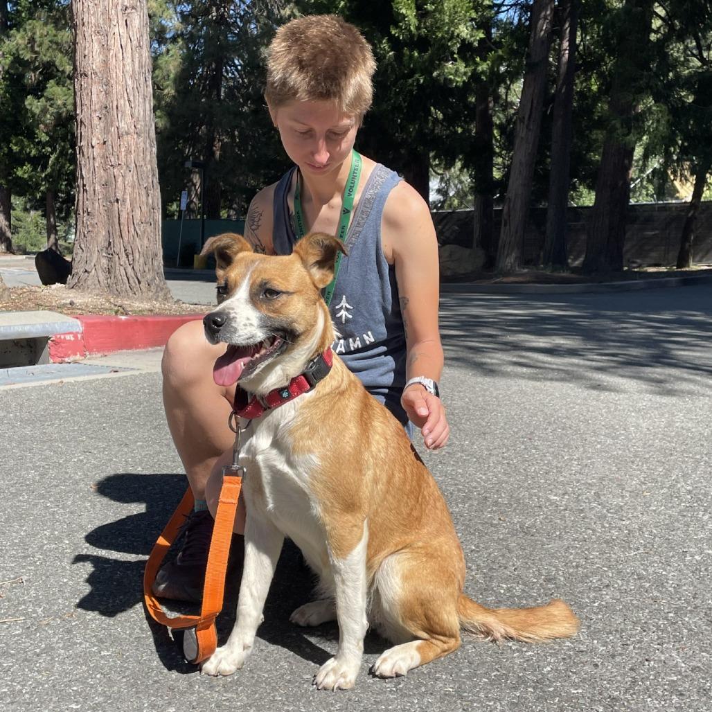 Rey, a Adoptable mixed breed in Mount Shasta, CA image 1/2
