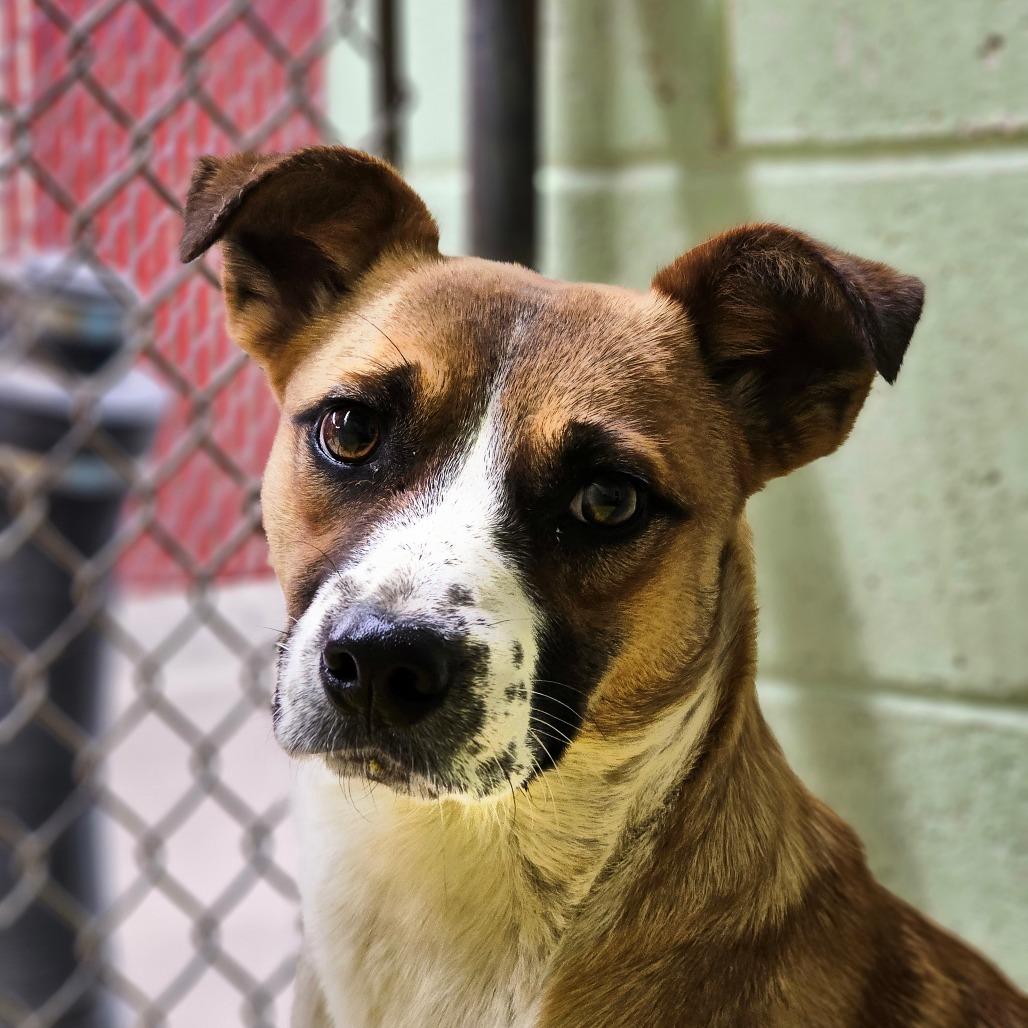Rey, a Adoptable mixed breed in Mount Shasta, CA image 2/2