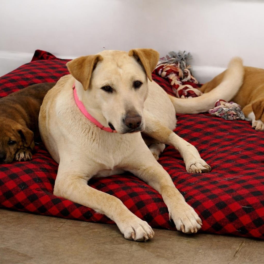 Jessie — thumbnail 2