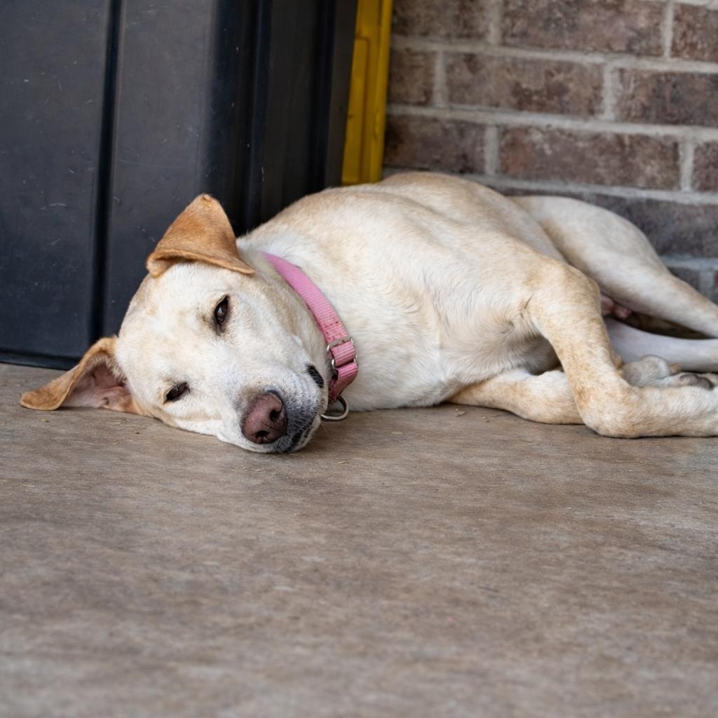 Jessie — thumbnail 3