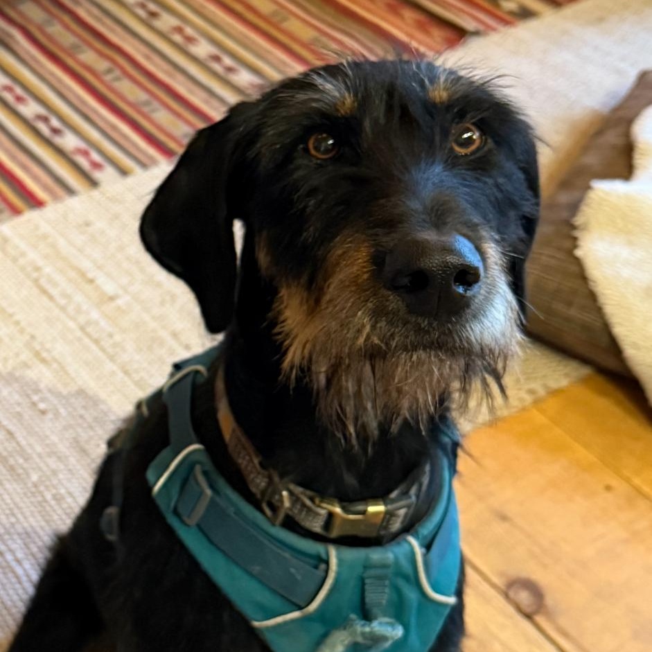 Enlarge Penny, a ADOPTABLE mixed breed in Burlington, VT image 1/4