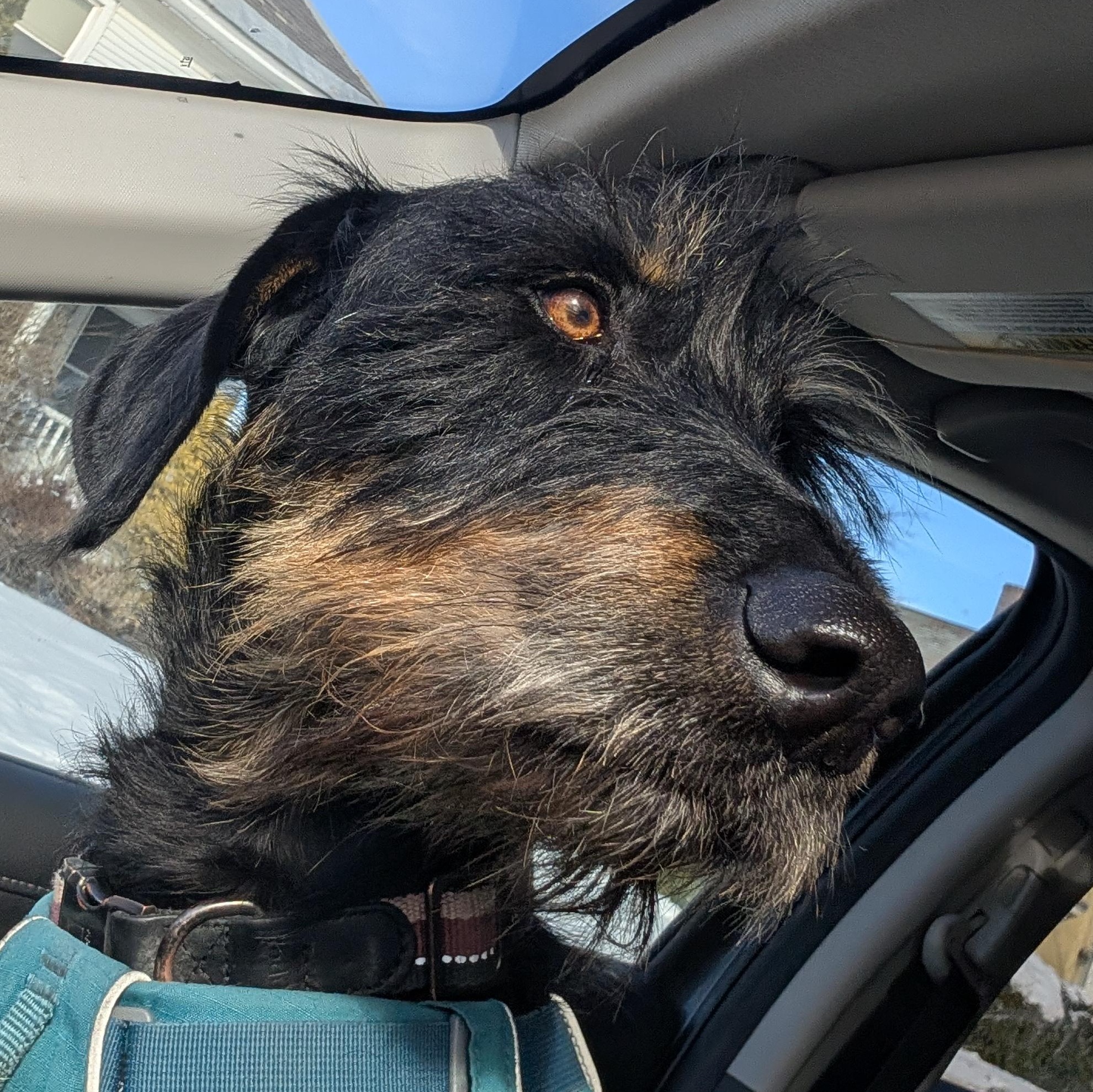 Penny, ADOPTABLE, Adult Female Mixed Breed.