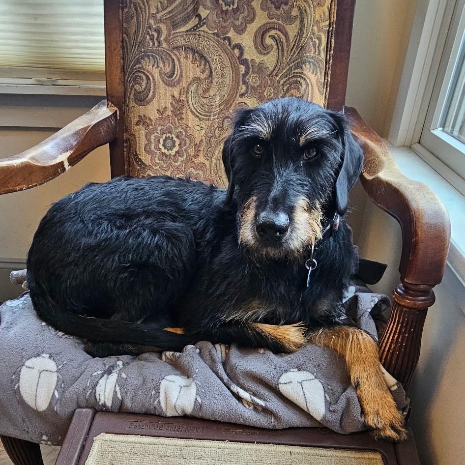 Enlarge Penny, a ADOPTABLE mixed breed in Burlington, VT image 2/4