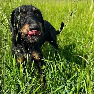 Enlarge Penny, a ADOPTABLE mixed breed in Burlington, VT image 4/4