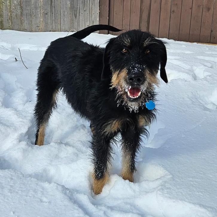 Enlarge Penny, an adopted Mixed Breed in Burlington, VT image 2/6