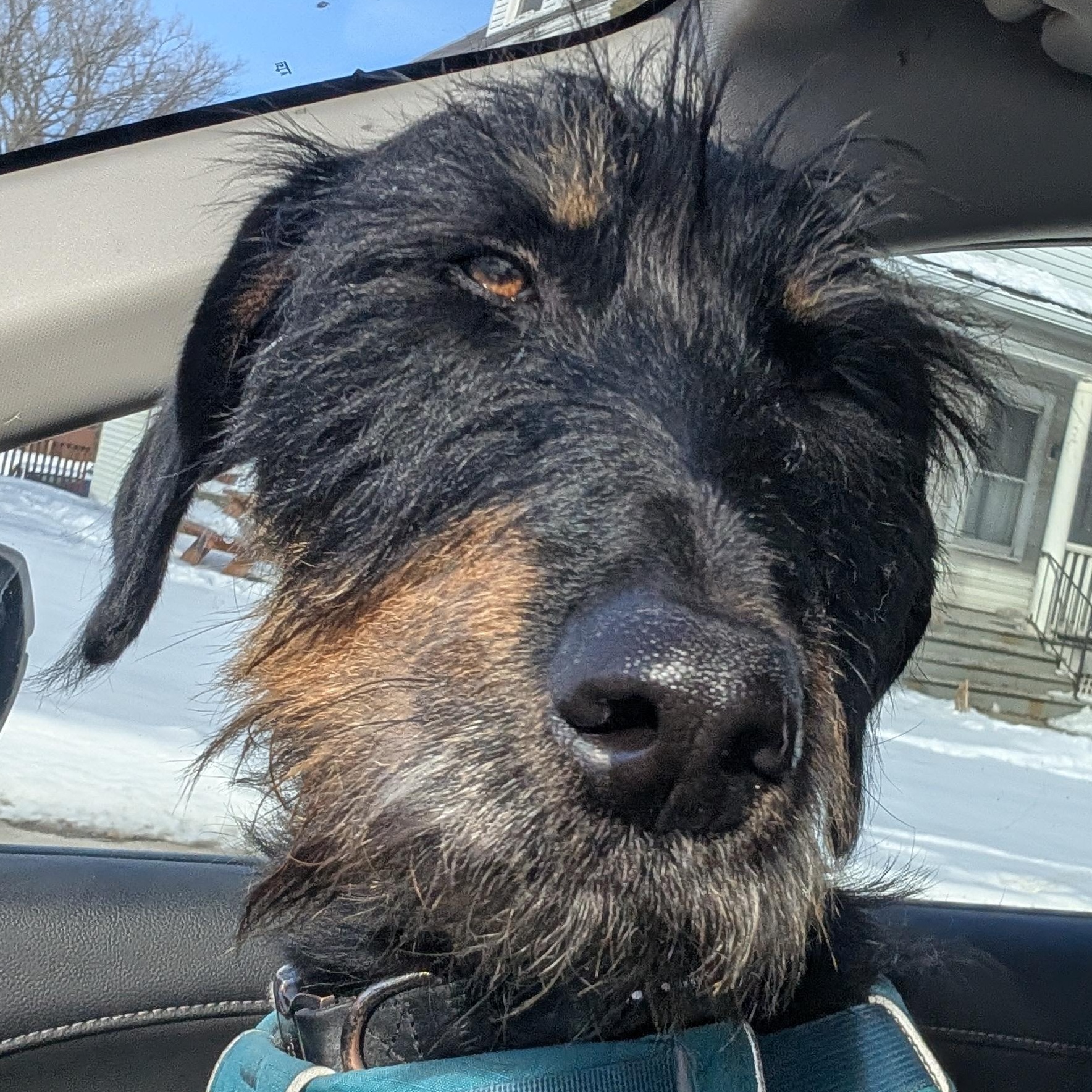 Enlarge Penny, an adopted Mixed Breed in Burlington, VT image 5/6