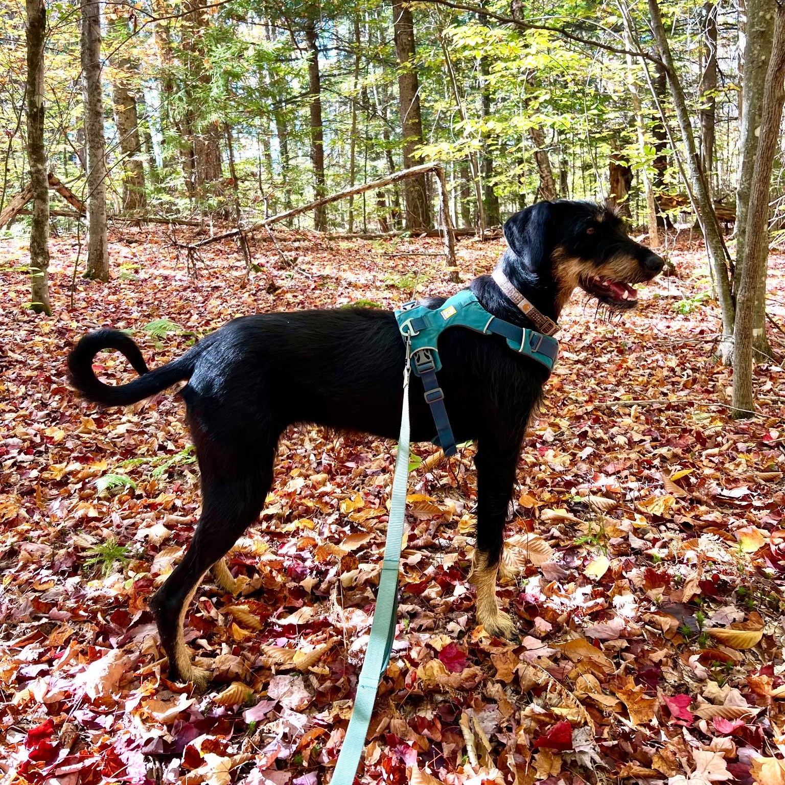 Enlarge Penny, a ADOPTABLE mixed breed in Burlington, VT image 3/4