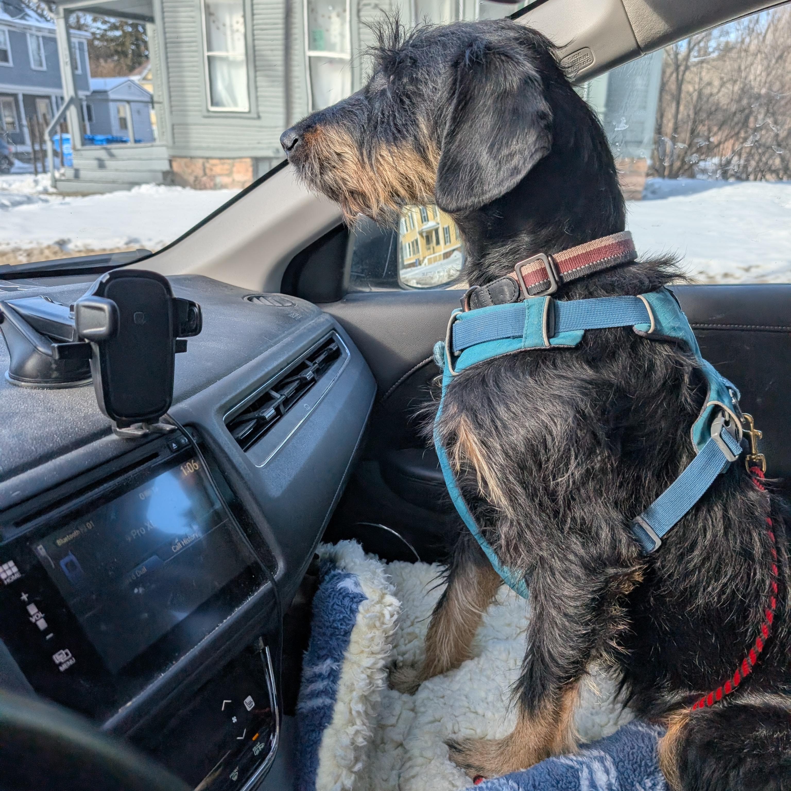 Enlarge Penny, an adopted Mixed Breed in Burlington, VT image 6/6