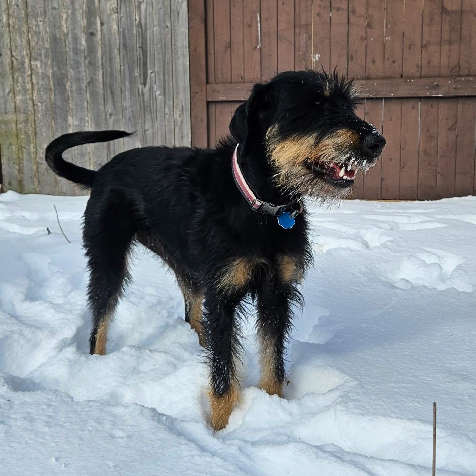 Enlarge Penny, an adopted Mixed Breed in Burlington, VT image 3/6