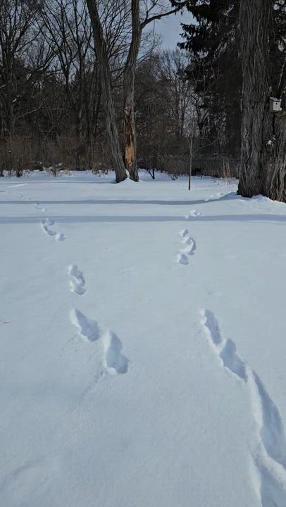 Enlarge Penny, an adopted Mixed Breed in Burlington, VT video 4/6