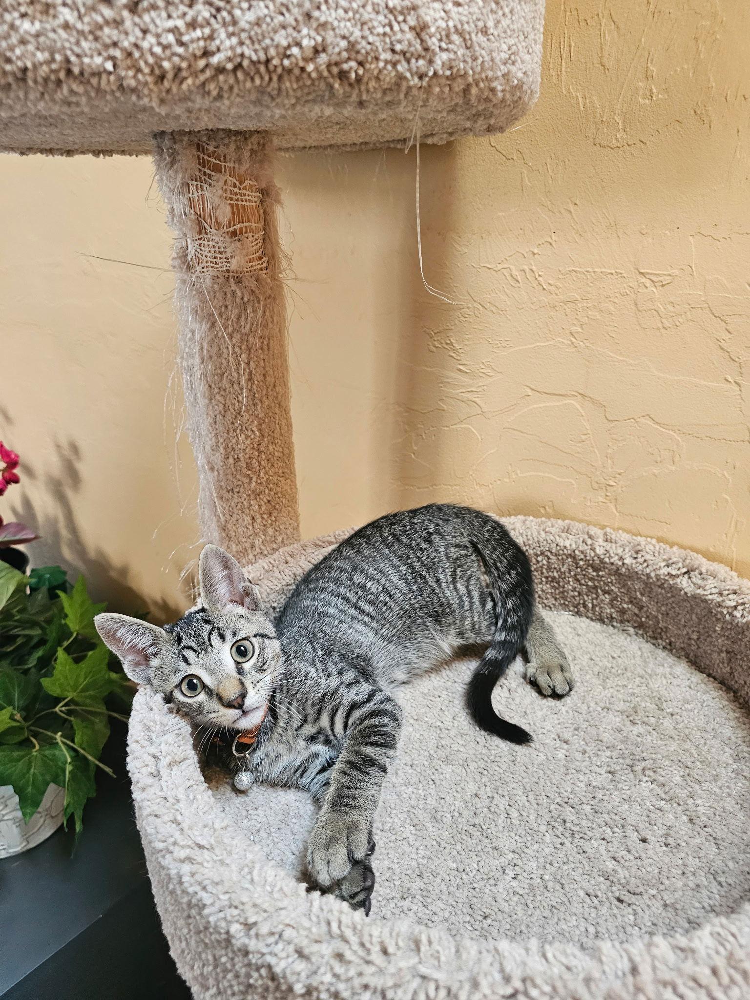 Eddie, Adopted, Young Male Domestic Short Hair.