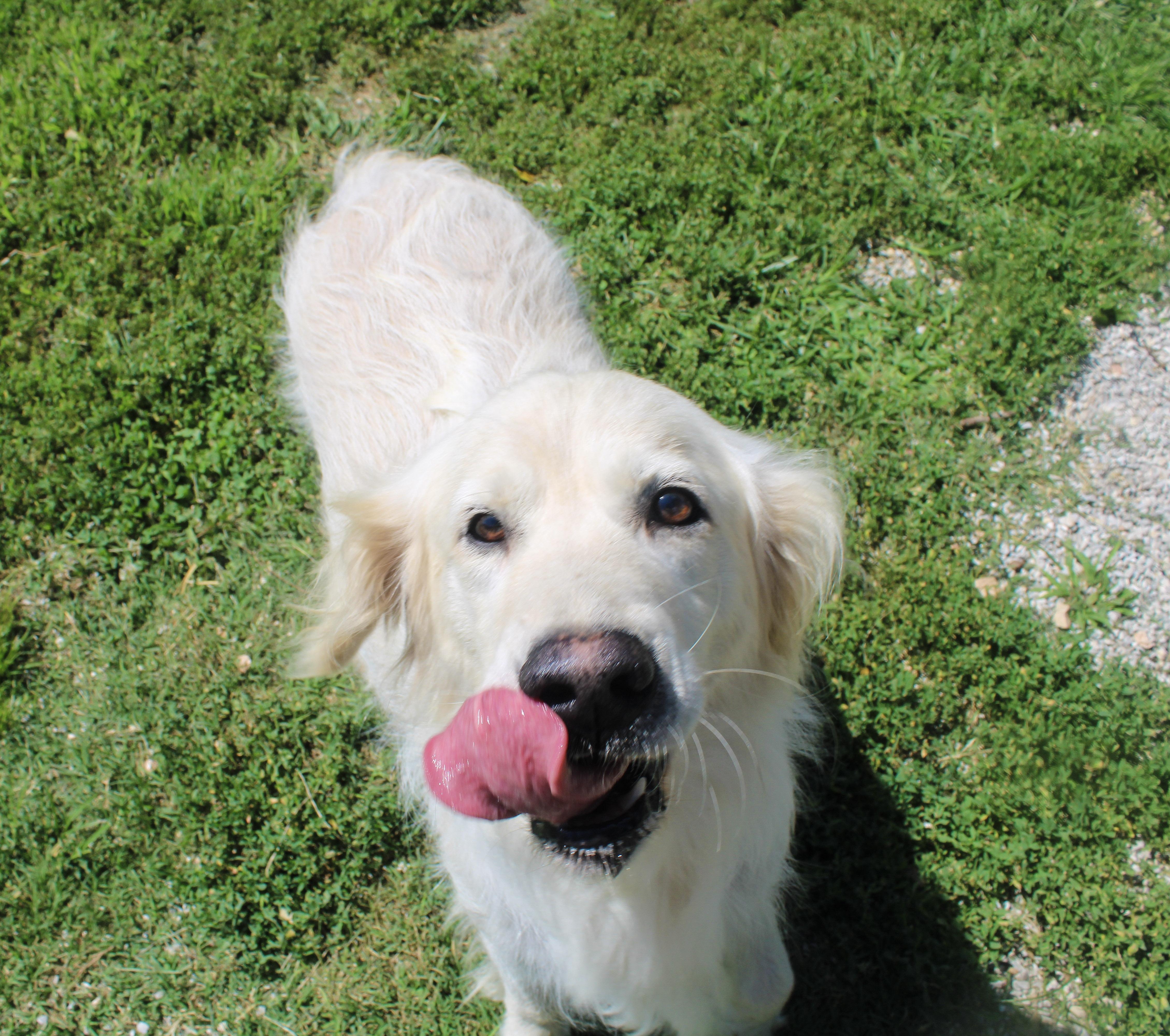 Enlarge Katie, an adoptable Golden Retriever in Neosho, MO image 2/3