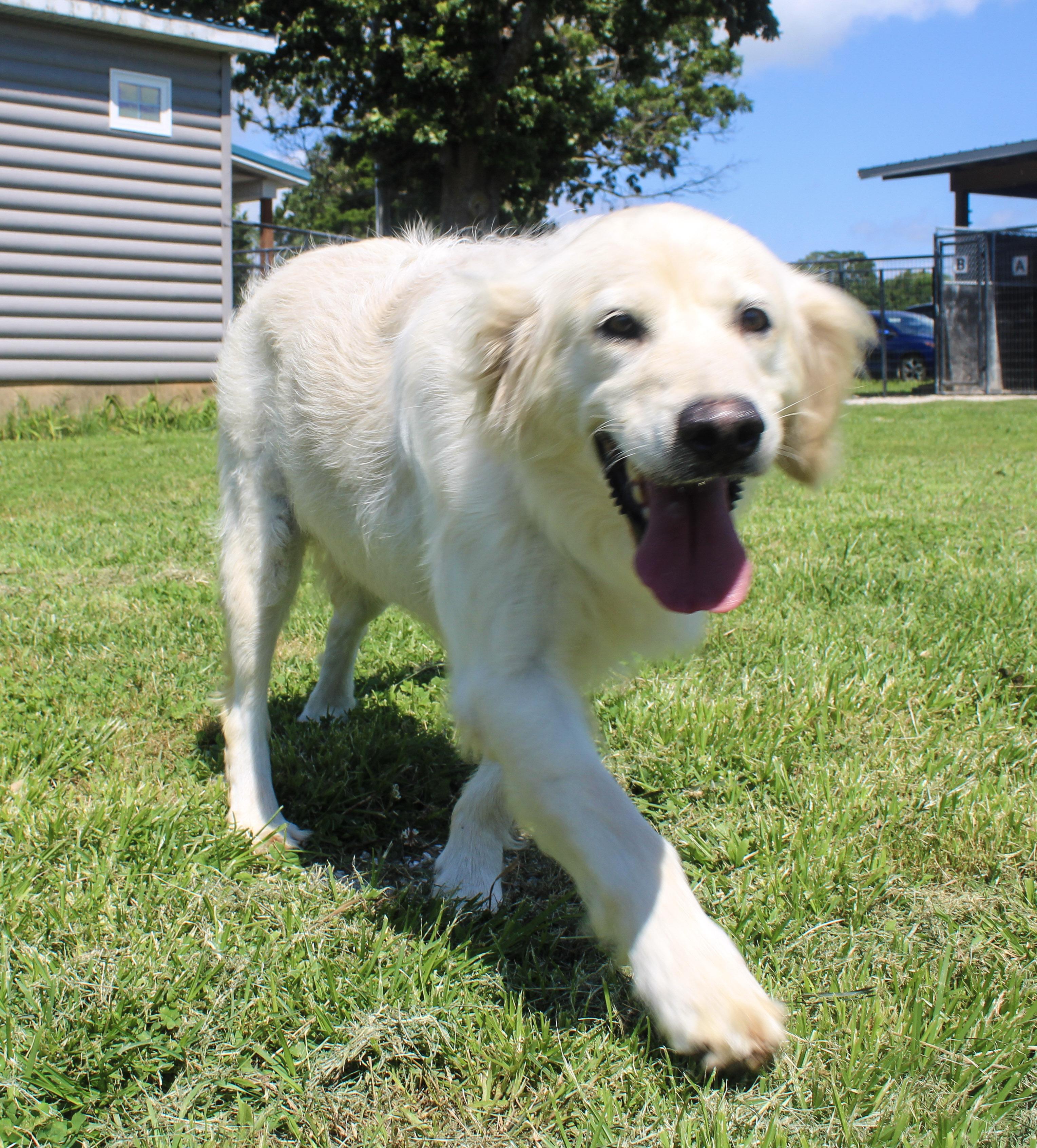 Katie, adoptable, Adult Female Golden Retriever.