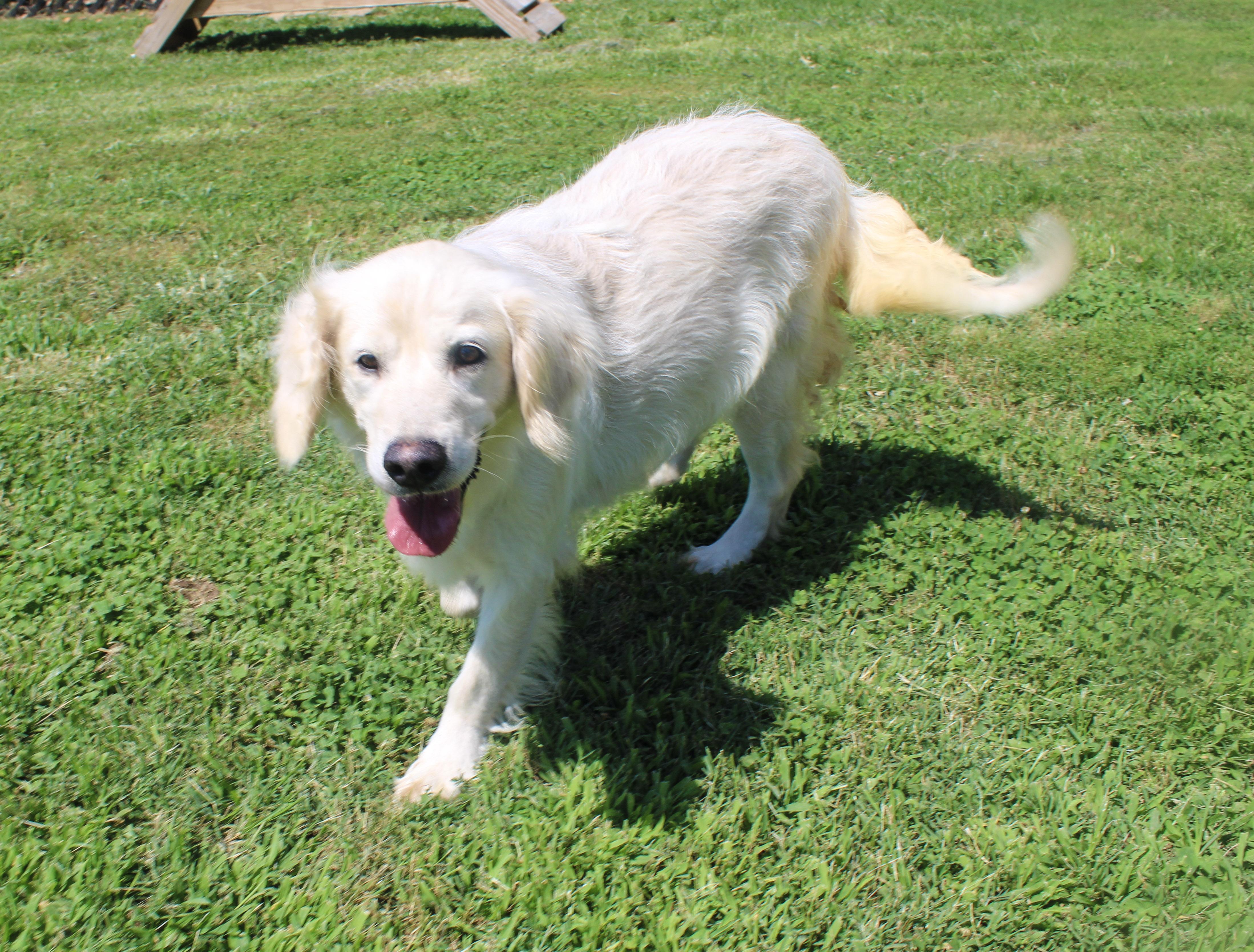Enlarge Katie, an adoptable Golden Retriever in Neosho, MO image 3/3