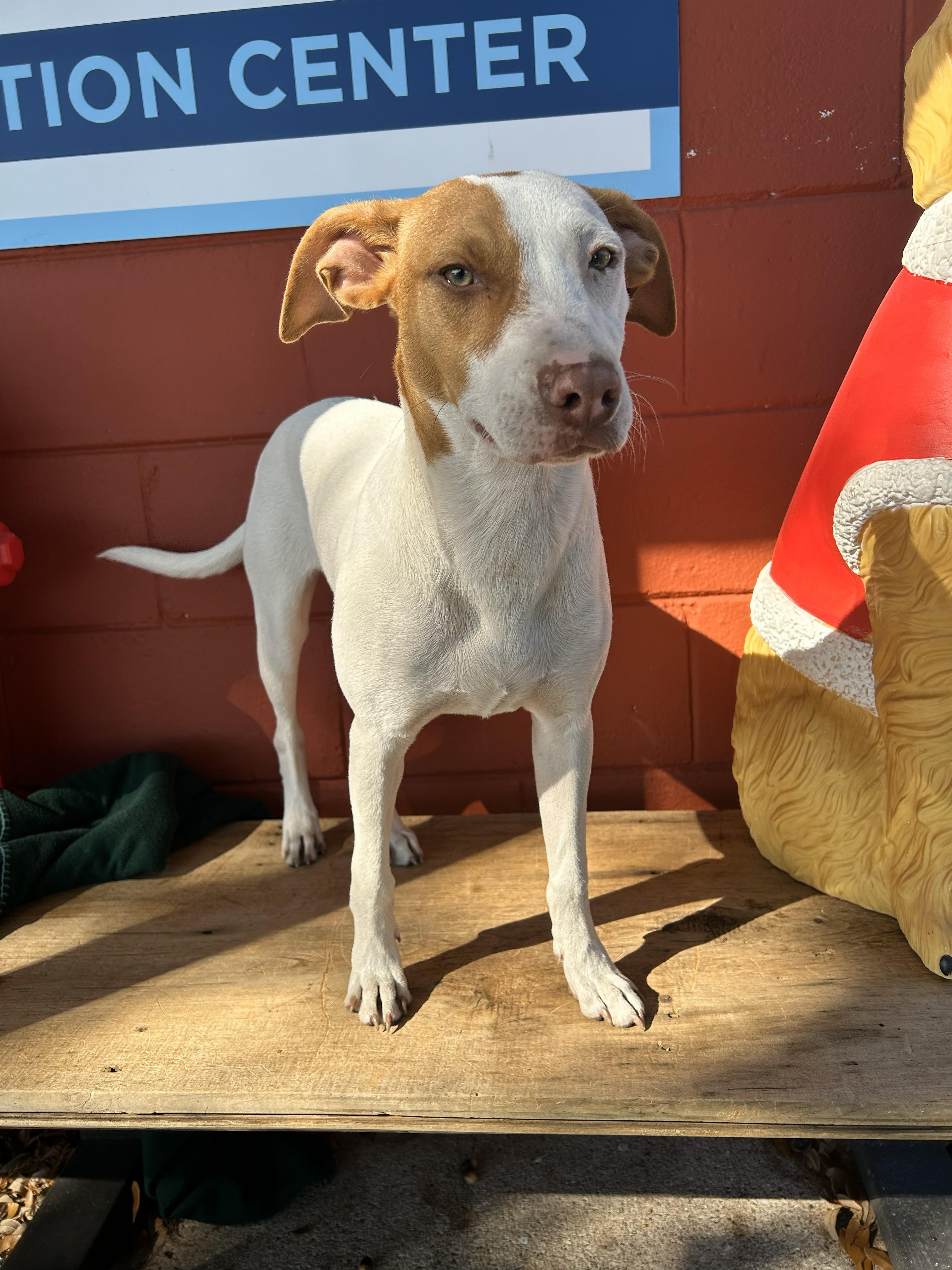 Enlarge Tumbleweed, an adoptable mixed breed in Pensacola, FL image 1/5