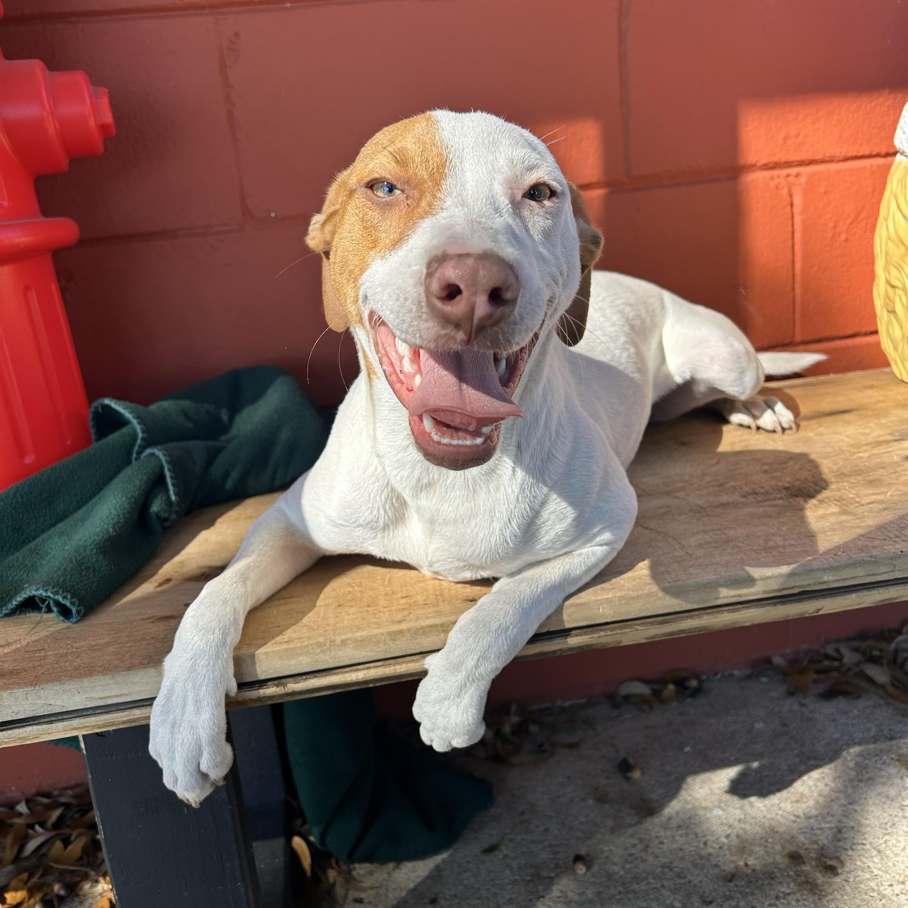 Enlarge Tumbleweed, an adoptable mixed breed in Pensacola, FL image 2/5
