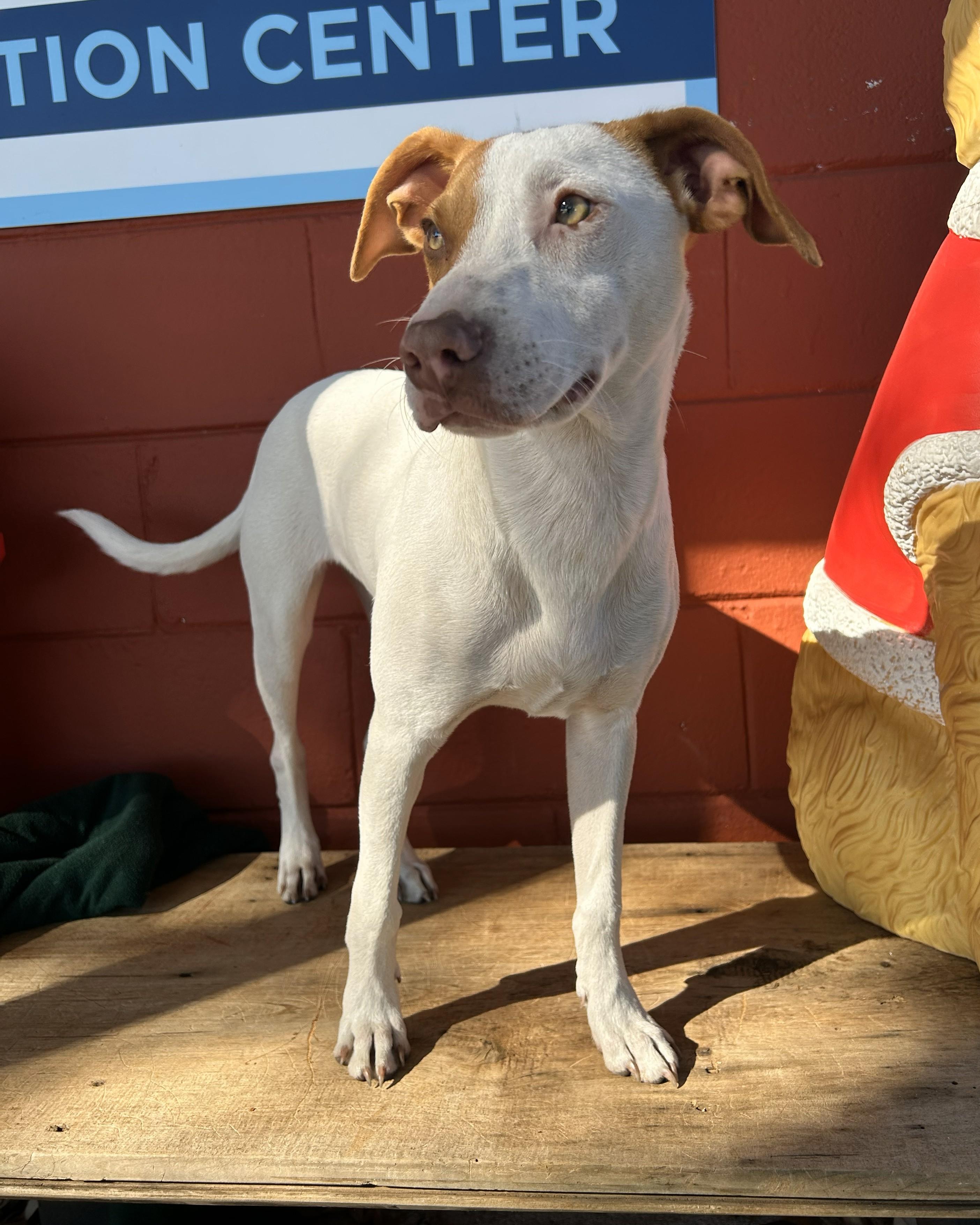 Enlarge Tumbleweed, an adoptable mixed breed in Pensacola, FL image 4/5